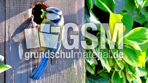 Blaumeise_mit_Futter (08).jpg